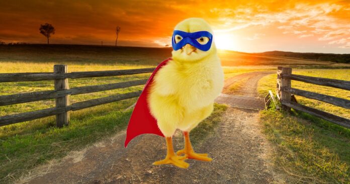 A digitally manipulated image of a chick wearing a blue mask and a red cape, standing heroically on a country road at sunset with a wooden fence and grassy field in the background.