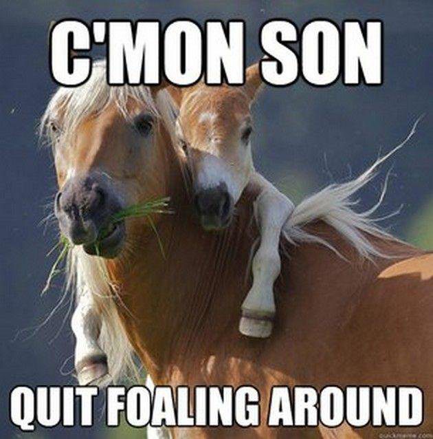 Cmon-Son-Funny-Horse-Meme-Picture-For-Facebook