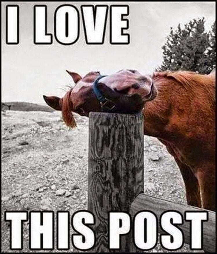 I-Love-This-Post-Funny-Horse-Meme-Picture