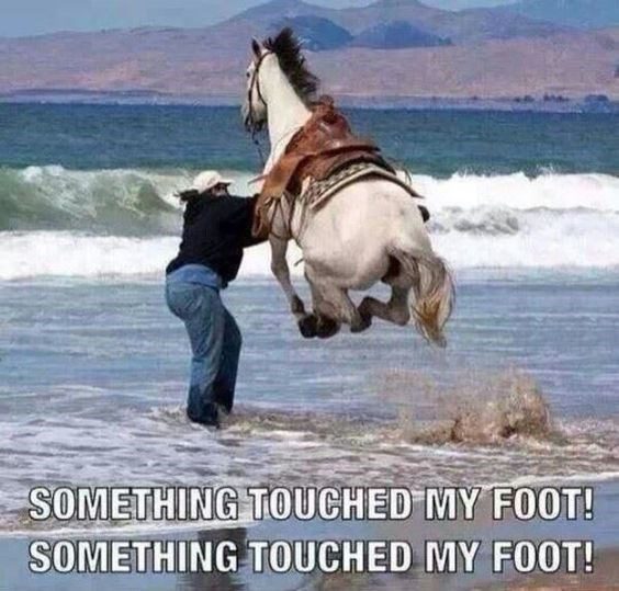 a-funny-list-of-horse-memes