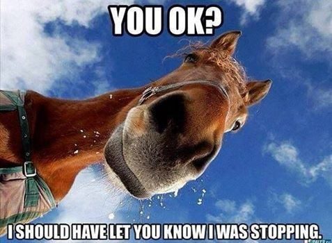 a-horse-looking-down-at-you-implying-it-had-stopped-running-abruptly-and-made-you-fall-off-its-back