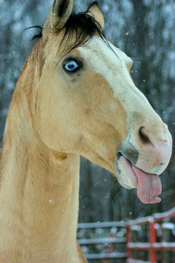 horse-tongue-out