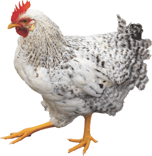 Chicken at Autumn's Gate