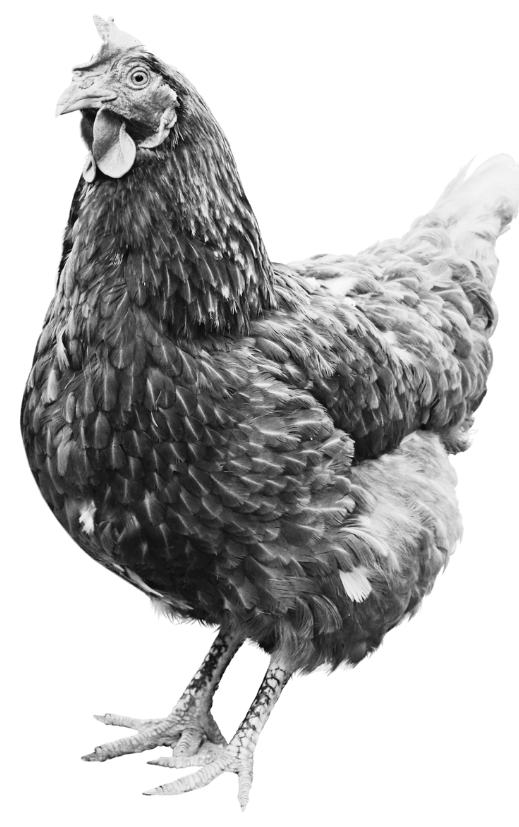 A black and white image of a chicken standing in profile view with a focus on its head and feathers.