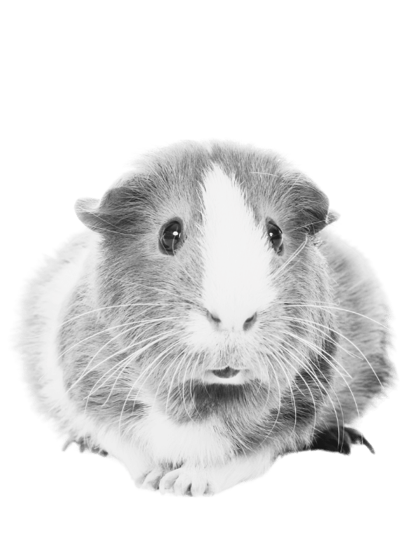 A grayscale image of a guinea pig facing the camera with a plain green background.
