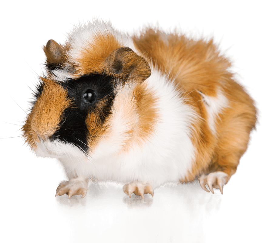 A tricolor guinea pig with a white, black, and brown coat against a green background.