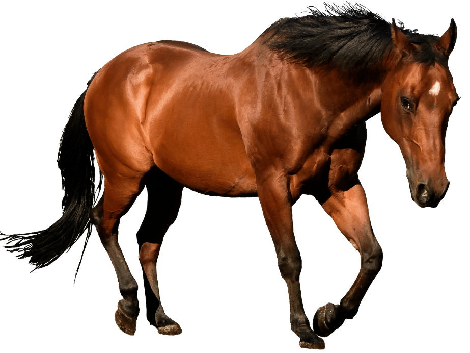 A bay horse in motion, isolated on a green background.