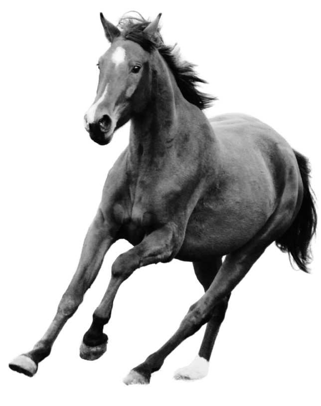 A black-and-white image of a galloping horse isolated on a green background.