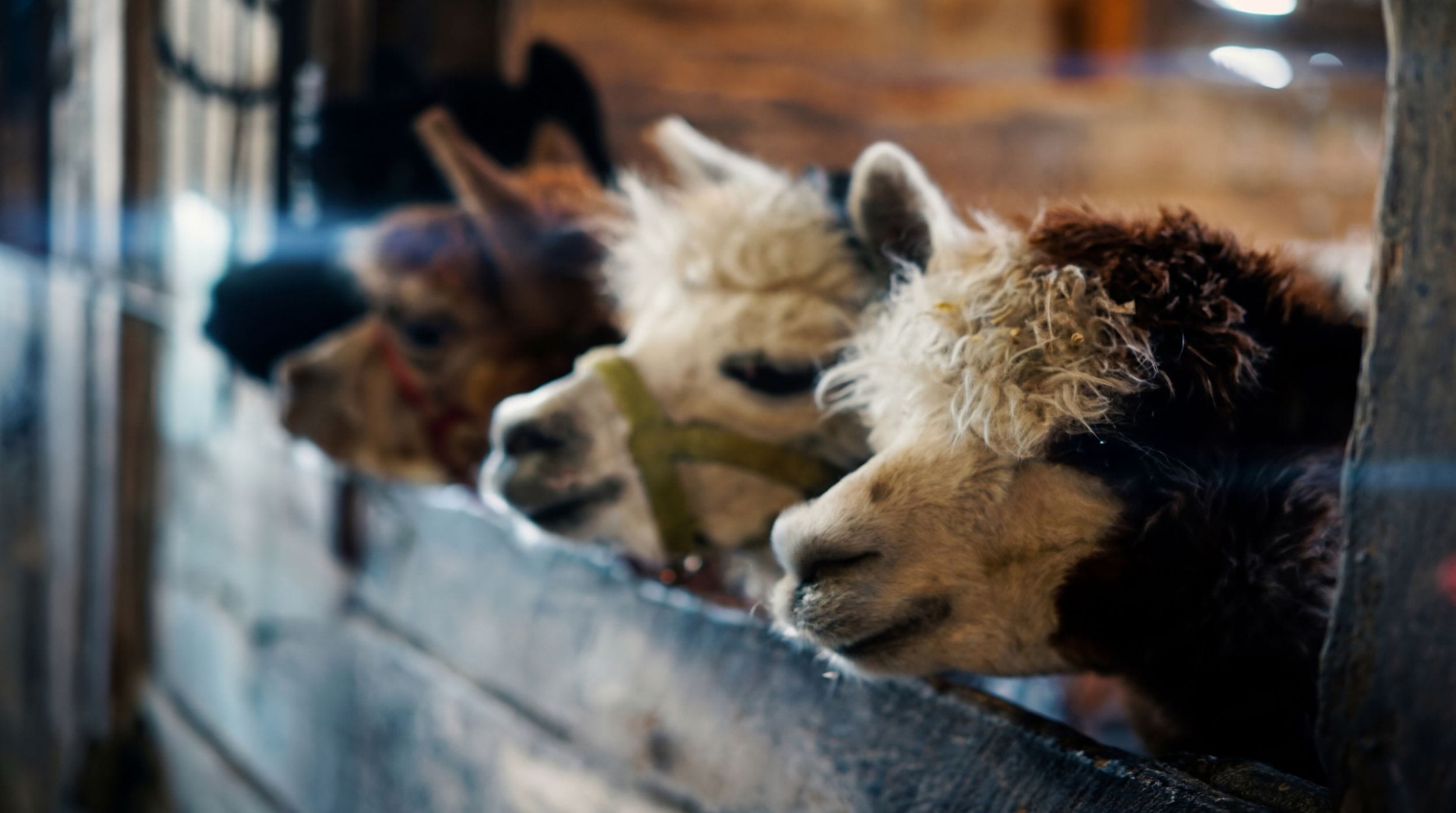 Farm animal care at Autumn's Gate