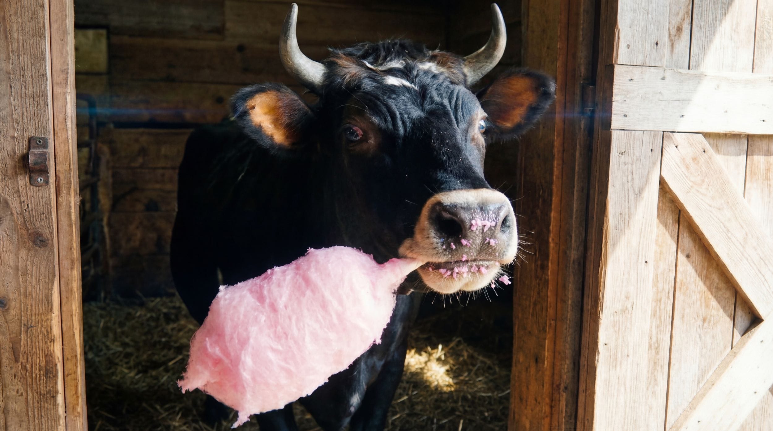 Working with animals at Autumn's Gate